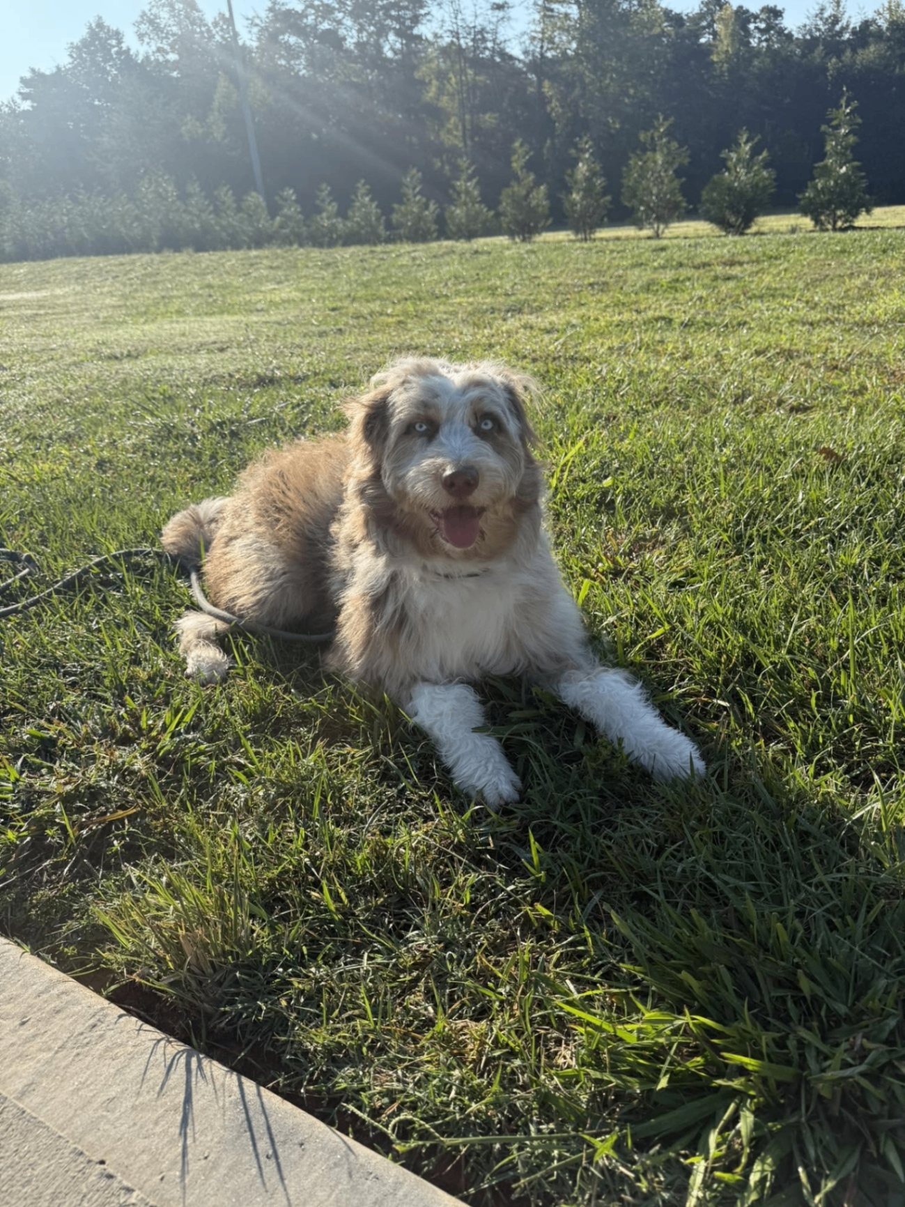 Aussiedoodle puppy holding a calm down-stay in a sunlit field