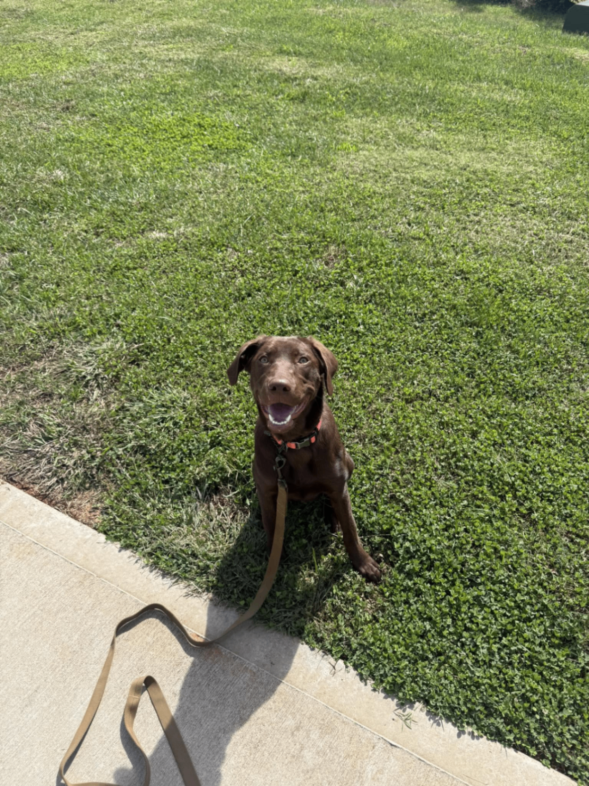 Brown dog sitting attentively outdoors during a real training session