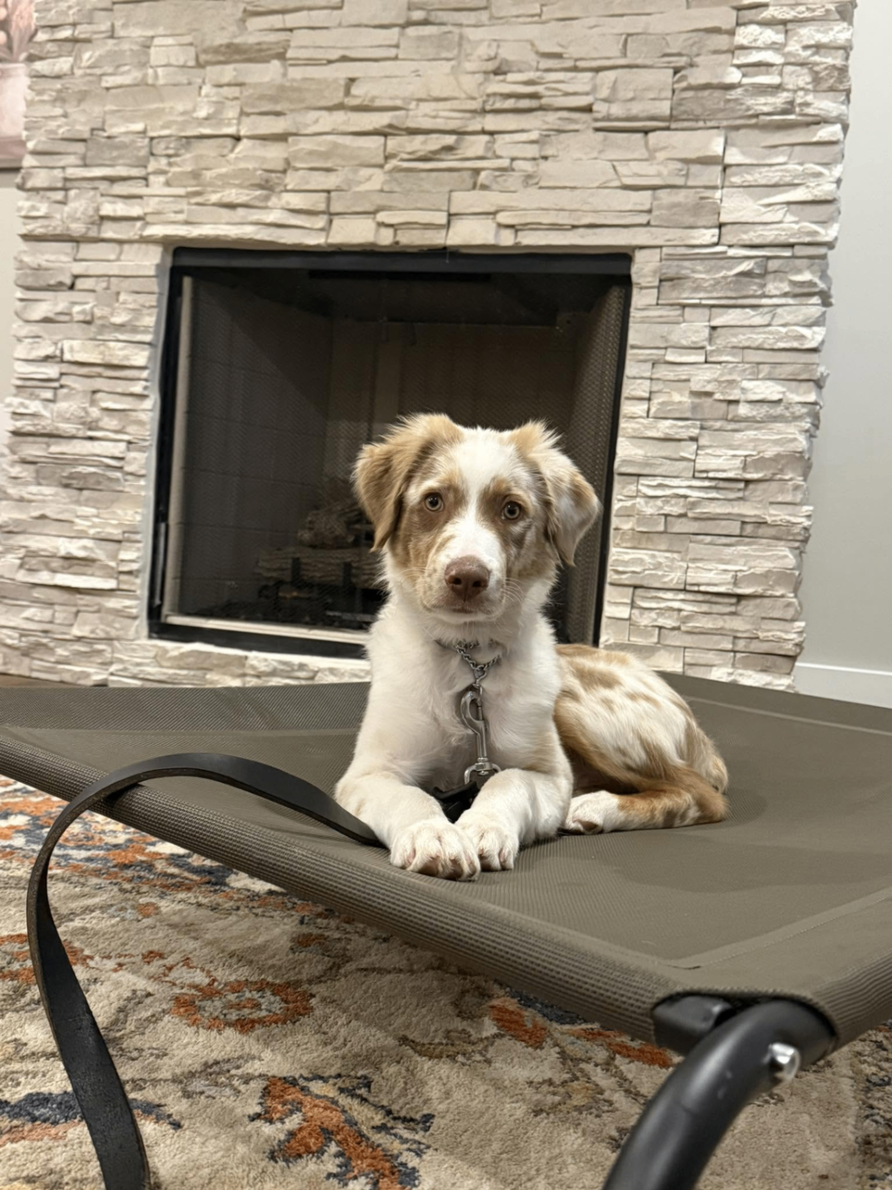 Australian shepherd puppy calmly holding place command on a training cot