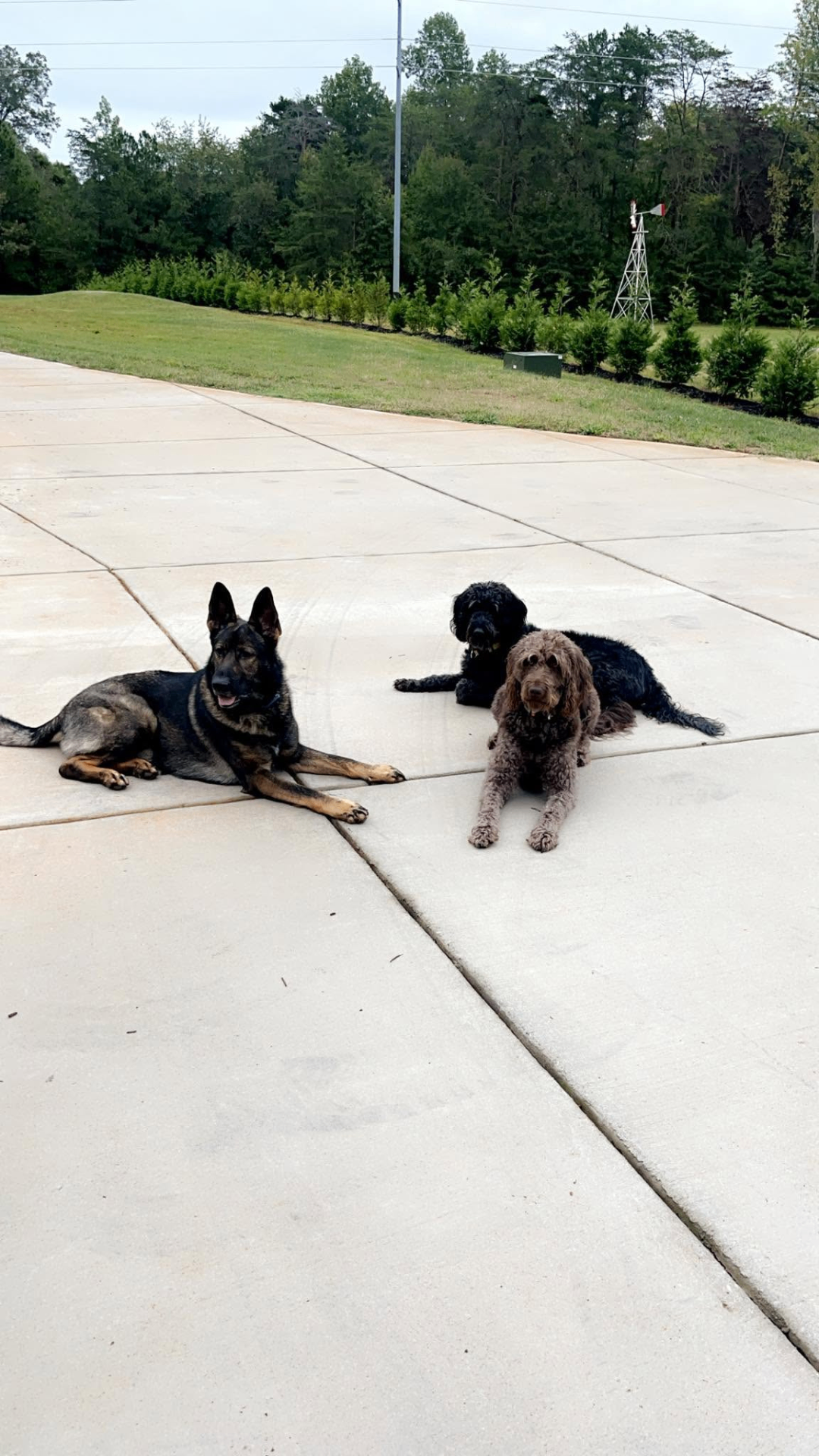 Three well-trained dogs holding a down-stay together outdoors